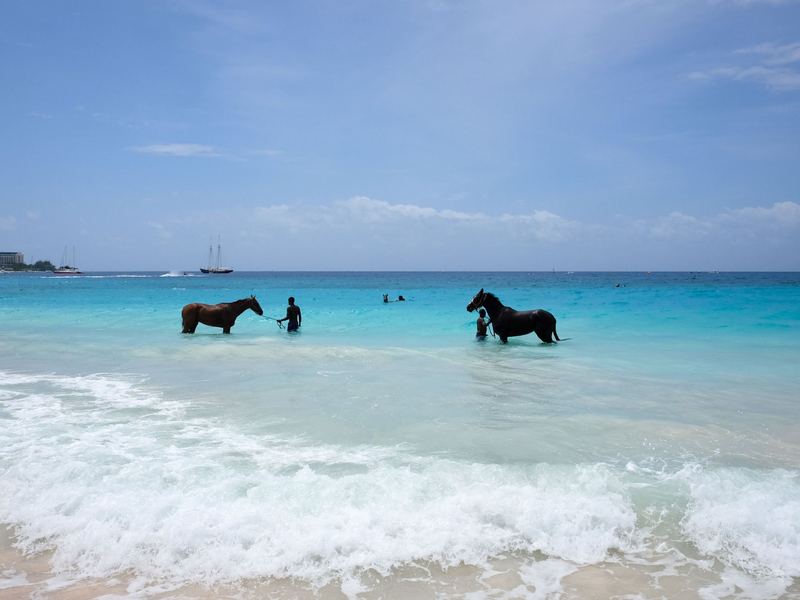Caballo galopando en la orilla del mar Caribe de San Andrés | Horse galloping along the Caribbean shore in San Andrés