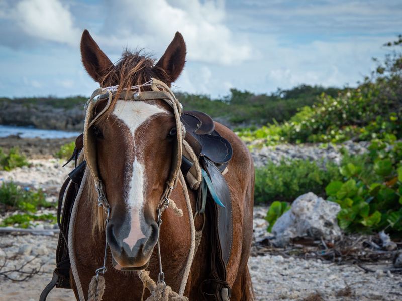 Momentos en familia en la cabalgata de San Andrés | Family moments during the San Andrés horseback ride