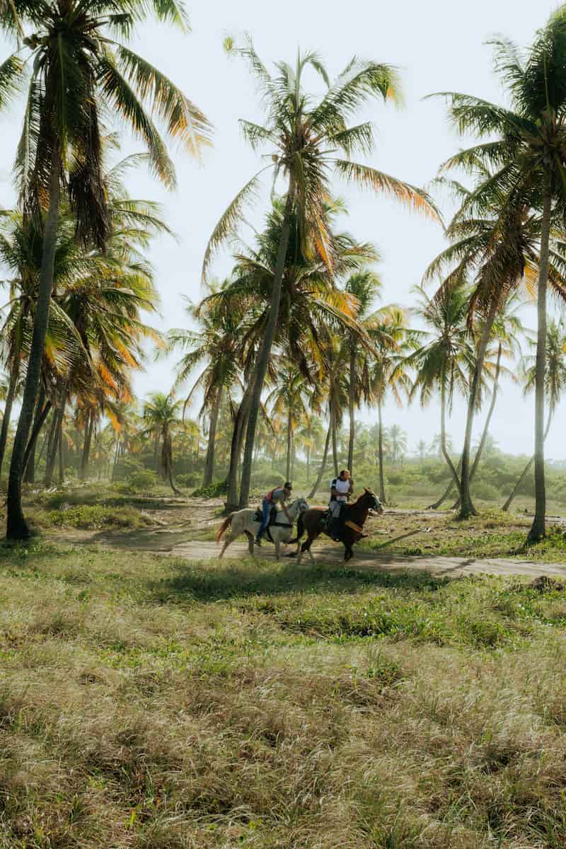 Caballo en la playa de San Andrés al amanecer | Horse on San Andrés beach at sunrise